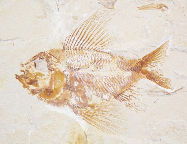Beautiful Ctenotherissa Fossil Fish - Lebanon #24047